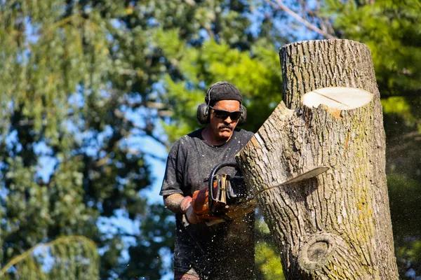 Expert Tree Removal in Adrian, Michigan for Safe and Fast Service