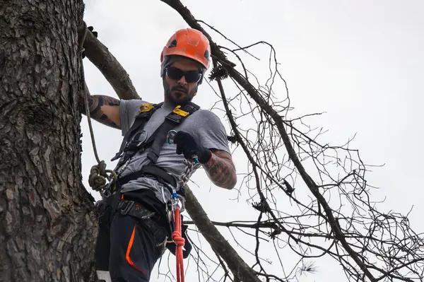 Reliable Tree Service South Lake Tahoe for Year-Round Tree Care