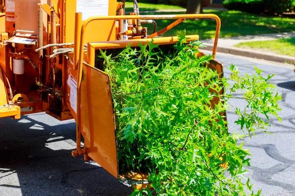 Commercial Tree Removal Service Mobile Done Right