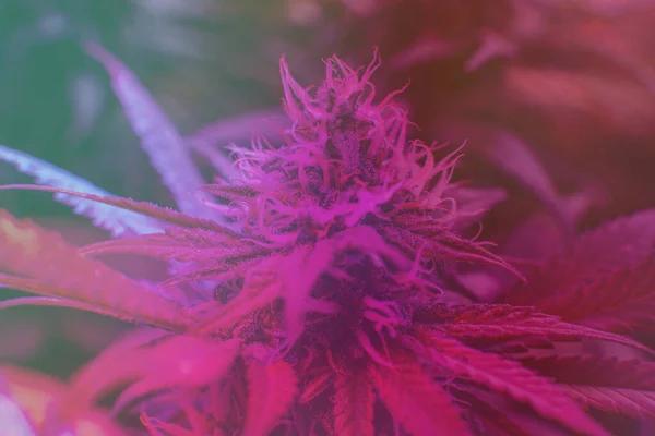 Best THCA Products Available in Austin Today