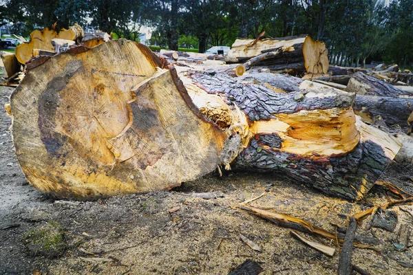 Expert Tree Removal in Shelton WA for Safe Property Maintenance