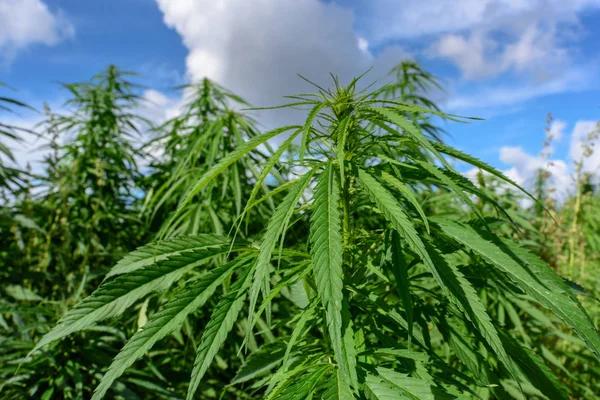 A Practical Guide to Shopping for Hemp Products Online