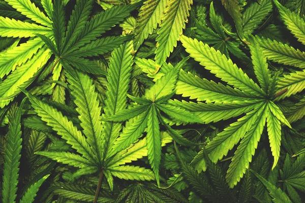 Understanding Responsible Evaluation of Hemp-Derived Delta-8 Products
