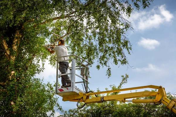 Reliable Tree Service Madison for Better Property Safety